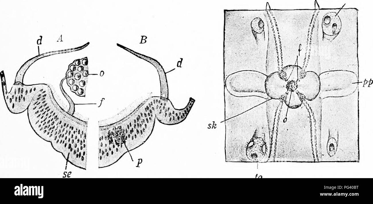 . A manual of zoology. Zoology. Fig. 207. Fig. 207A. Fig. 207.—Diagram of Uonnophofa, cut in two. /, tentacle;/-'^, root and slieath of tentacle; g, main perradial vessel which divides twice dichotomously to form the meridional vessels; »;, stomach; mg, paragastric canals; r'-*, rows of combs overlying meridional canals; t, t', funnel and funnel vessels; s, sense body. Fig. 207A.—Swimming plate and epithelial cushion (after Chun). ws ws to. to Fig. 2cS. Fig. 209. Fig. 20S.—Section of sense body of Callianira. .4, through the centre; B, excentric; d, roof of sensory groove;/, support of statol Stock Photo