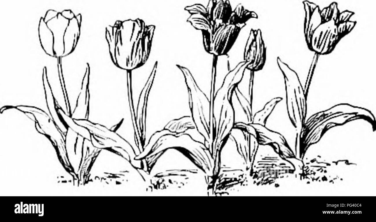 Gardens And Their Meaning By Dora Williams School Gardens The