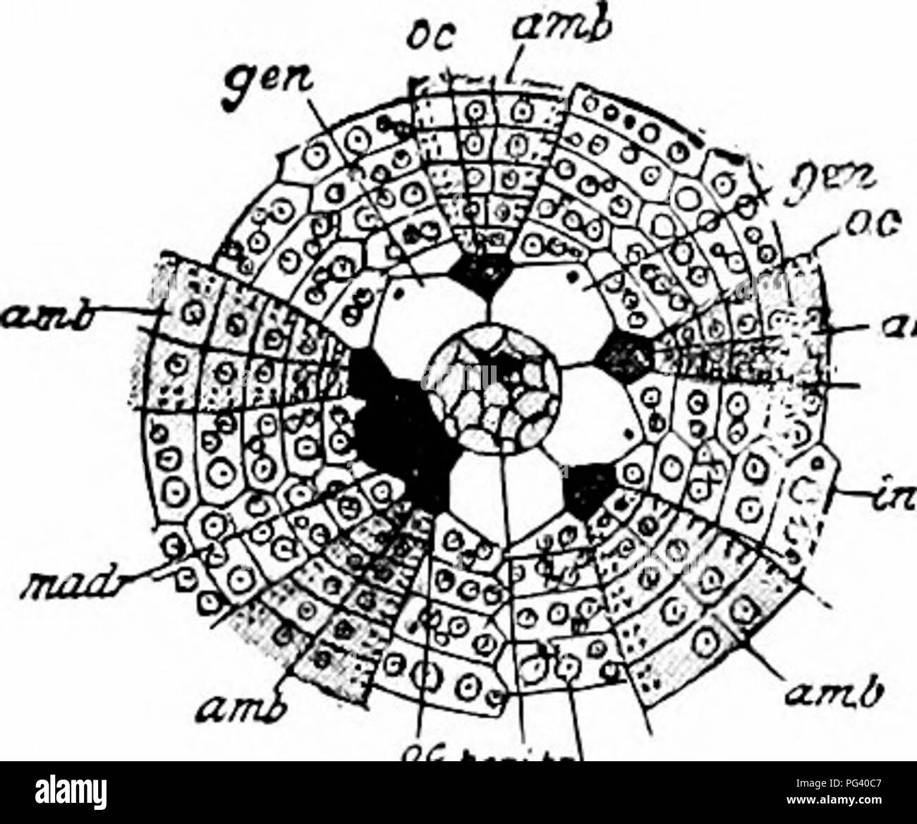 A manual of zoology. Int. ami Am.b InlcunJ) Fig. 95. — Corona of