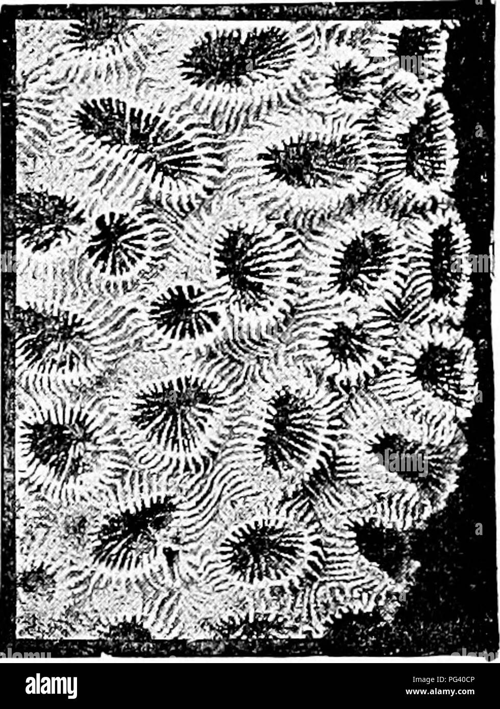 . A manual of zoology. Zoology. Fig. 203.—Astrangia dance*; five polyps in various stages of expansion. Fig. 204.—Cainria arabica (after Klunzinger). all seas from tide marks to the greatest depth. A few are free, but most are sessile. Metridium* Bunodes* Sagartia* Bicidium* (parasitic on Cyoiiea), Halcampa*. Zoanthe^e have two kinds of alternating mesenteries, individuals of the colonies usually incrusted with foreign matter. EpiztaHthus''' lives symbi- otically with hermit crabs (fig. 114). Sub Order II. ANTIPATHARIA. Six pairs of septa and six (Antipathcs) or twenty- four (Gerardia) simple  Stock Photo