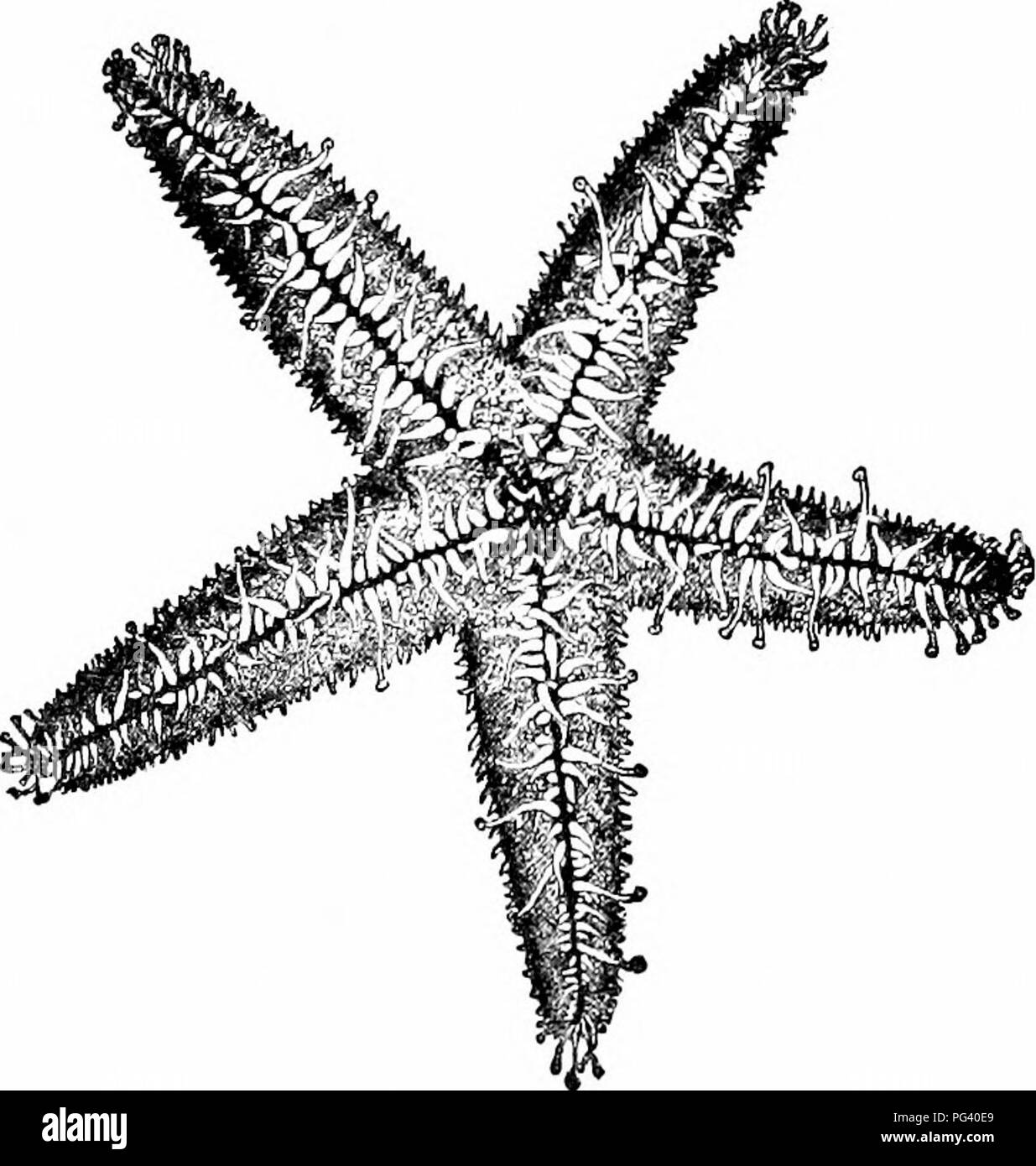 A Manual Of Zoology I5s Manual Of Zoology Fresh Condition But Presents A Certain Limited Degree Of Flexibility The Body Fig 86 Is Star Shaped Consisting Of A Central Part The Central