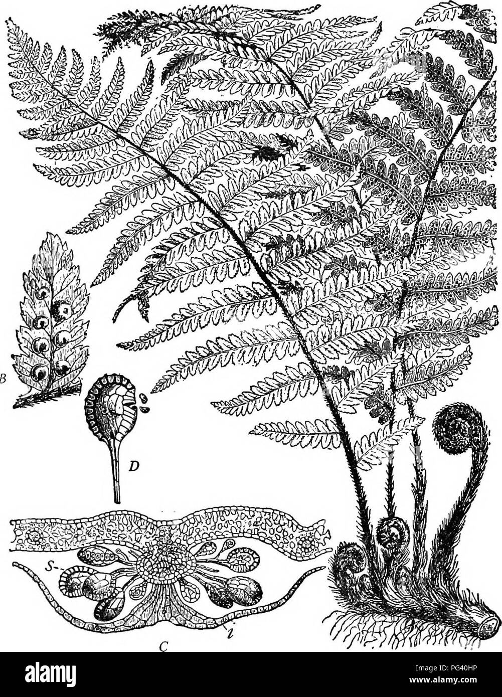 . Plant life and plant uses; an elementary textbook, a foundation for the study of agriculture, domestic science or college botany. Botany. 4i8 THE VASCULAR PLANTS. Fig. 209. — Aspidium, a common fern. A, the entire plant, showing the rhizome, the coiled young leaves arising from it, and three mature fronds, one of which shows sori as dark dots on the under surface. B, a leaflet, showing the shield- like coverings (indusia) of the sori. C, section through a sor'us and the leaf which bears it, as seen through a microscope; i, the indusium; s, the sporangia. D, a sporangium, showing the annulus  Stock Photo