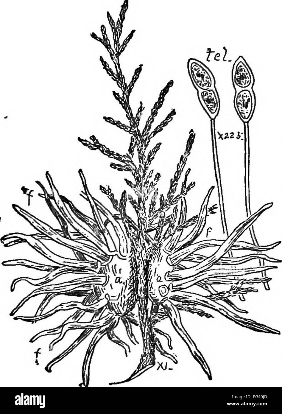 . The elements of botany embracing organography, histology, vegetable physiology, systematic botany and economic botany ... together with a complete glossary of botanical terms. Botany. 144 SYSTEMATIC BOTANY. Pig. 260), or many-celled (as in Phragmidium). They rupture the epidermis and become exposed, but generally remain attached to their host-plant during the winter. In the spring, they germinate by sending out from each cell a jointed filament, called the promycelium. In small branches of the promycelium, small terminal cells, or sporidia, are formed. These are carried about by the wind, an Stock Photo