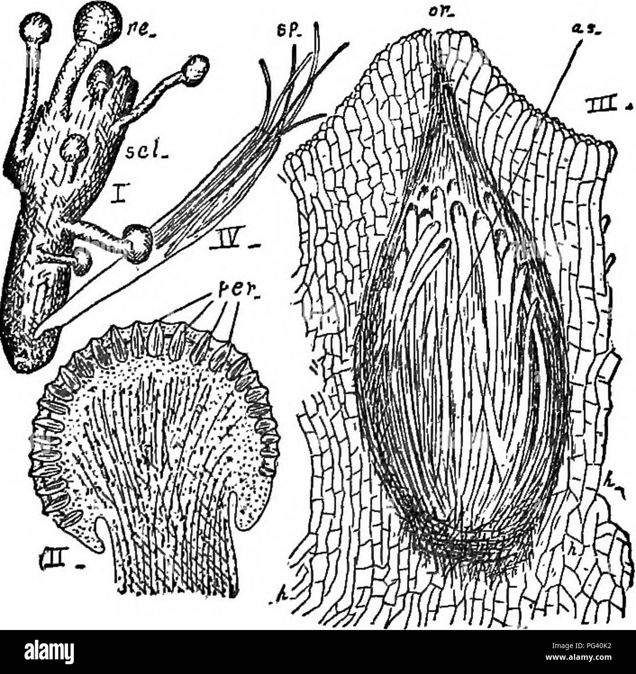 . The elements of botany embracing organography, histology, vegetable physiology, systematic botany and economic botany ... together with a complete glossary of botanical terms. Botany. 140 SYSTEMATIC BOTANY. This sclerotium usually begins in the spring a new growth ; little branches are produced, each with a globular head (Fig. 254, J), in the cortical region of which the numerous flask-shaped perithecia (Fig. 254, II, III} are produced. The elongated asci (Fig. 254, III) bear attenuated spores (Fig. 254, sp), which germinate and produce the mycelium, which, in turn, infests the young ovaries Stock Photo