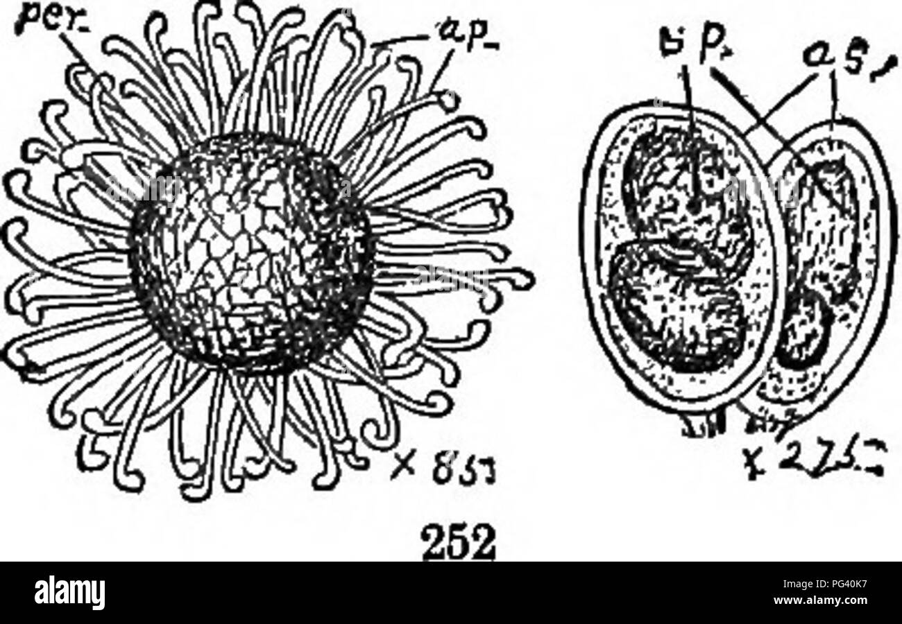 . The elements of botany embracing organography, histology, vegetable physiology, systematic botany and economic botany ... together with a complete glossary of botanical terms. Botany. CARPOSPOREJE. 139. are, in some cases, straight and prismatic, or they may be dichotomous, or hooked (Fig. 252) at the free ends. a. Pyronomycetes. This order differs from the preced- ing in having the asci em- bedded in deep cavities (called perithecia) with narrow openings, instead of being com- pletely enclosed in perithecia. The pyronoraycetous Fungi are very numerous, and exceedingly injurious not only to  Stock Photo