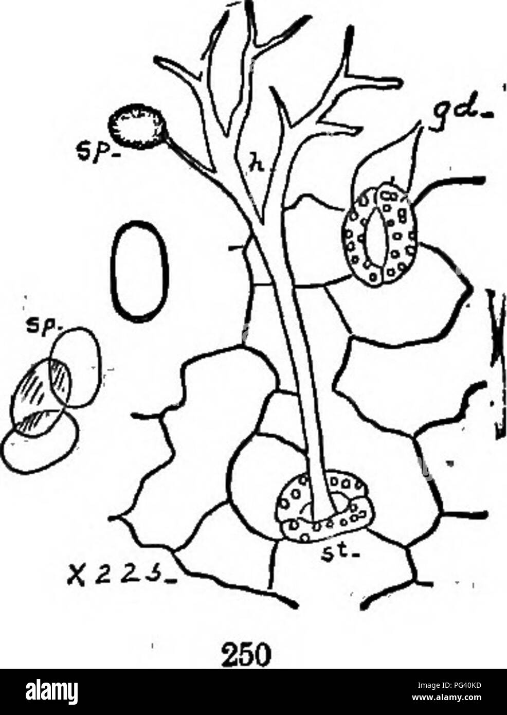 . The elements of botany embracing organography, histology, vegetable