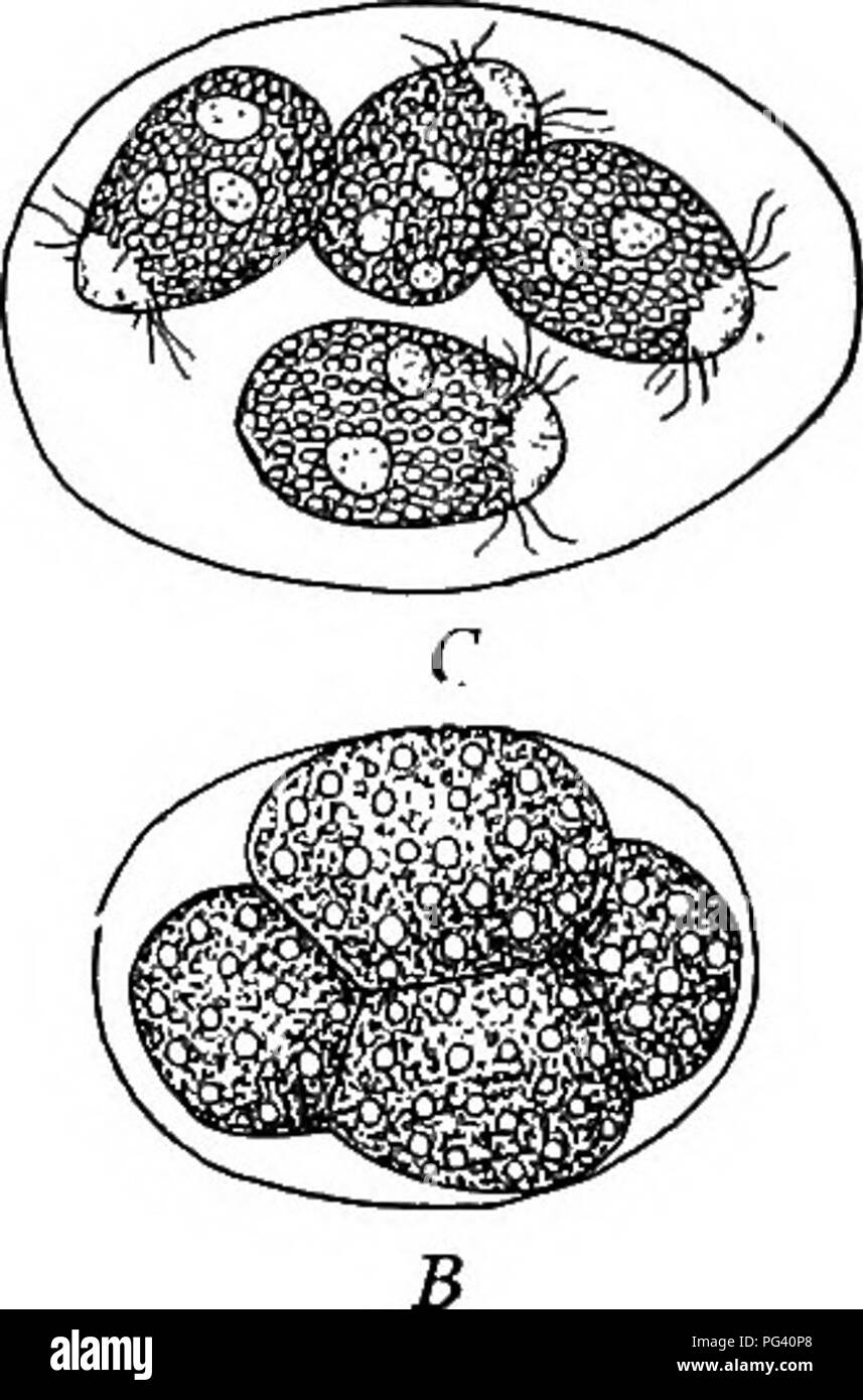 . Plant life and plant uses; an elementary textbook, a foundation for the study of agriculture, domestic science or college botany. Botany. Fig. 166. — (Edogonium. A, the oospore (fertilized egg) escaping from the heavy wall which surrounded it. B, the oospore after germination divided into four large zoospores. C, the zoospores completed and ready to escape. then produce a new plant. (See Figure 166.) In this matter the fertilized eggs of plants generally show a distinct differ- ence from the fertilized eggs of animals. The eggs of animals in nearly all cases directly produce forms like their Stock Photo