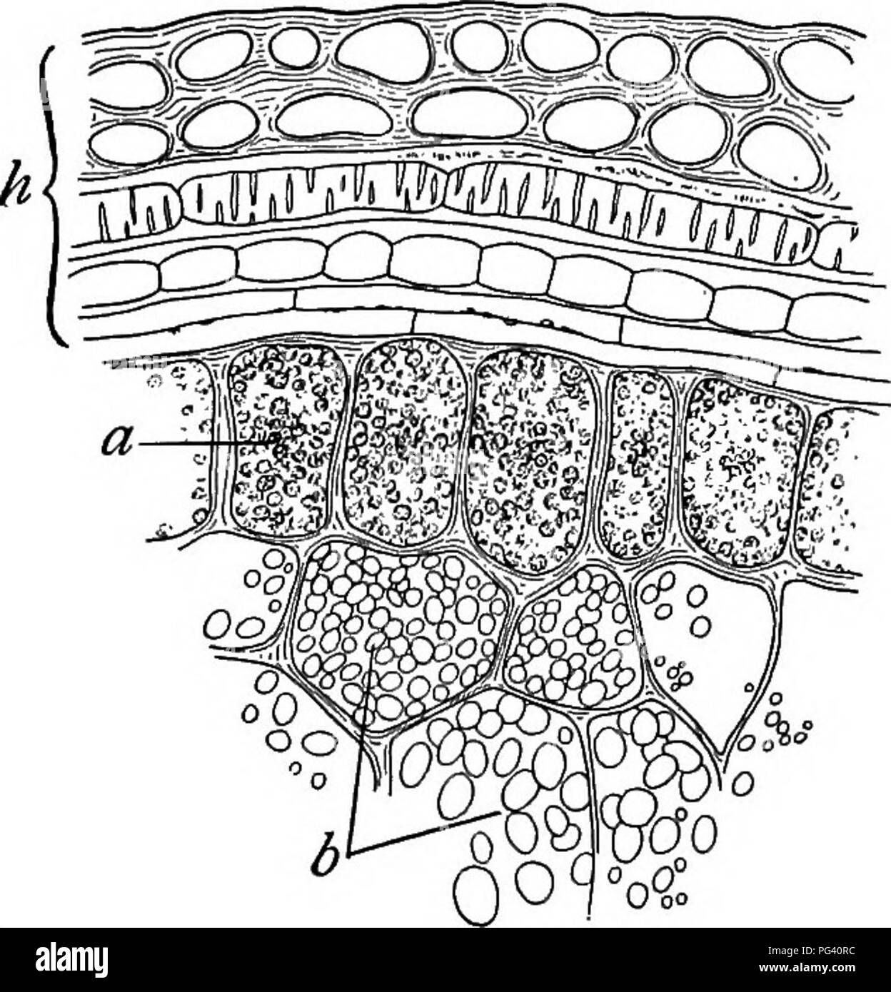 Plant life and plant uses; an elementary textbook, a foundation 