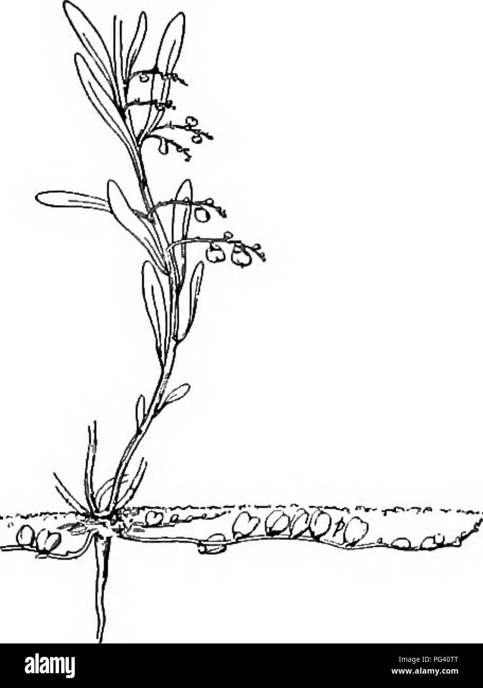 Oxalis pollination Cut Out Stock Images & Pictures Alamy