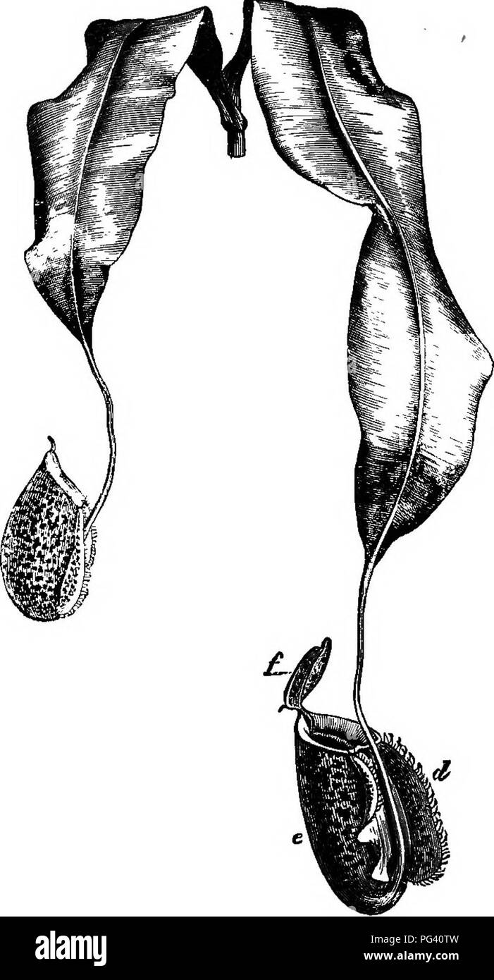 . The essentials of botany. Botany. 274 BOTANY. hollo-w closed body, which finally becomes open by the separation of a hinged lid (Fig. 151, d, e,f). In the cavi- ties of these pitchers a watery, slightly acid fluid is secreted;. Fig. 151.—Two leaves of Nepenthes, the Indian Ktcher-Ieaf. /, the lid, which is still closed in the younger leaf. Beduced. upon their borders are secreted honey or nectar drops, which attract insects, and these falling into the fluid within. Please note that these images are extracted from scanned page images that may have been digitally enhanced for readability - col Stock Photo