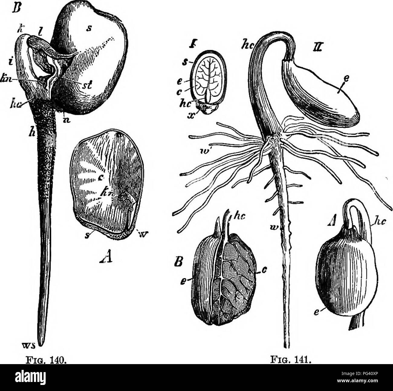 Split Root System In Cotyledon