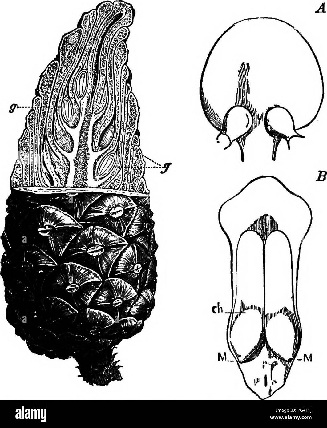 . The essentials of botany. Botany. PHANEROGAMIA. 217 generally called—are loose cones generally crowded into considerable clusters. Each cone consists of a stem upon which are many flattish stamens, each bearing two pollen- sacs (Fig. 120). 462. The pollen-cells are roundish, and covered by a. Fig. 122.—a ripe cone of a Fine, partly cut away to show the position of the seeds, g A,e, scale from a young;cone, upjier side sho'*ing two ovules (enlarged); B, the same when mature, showing: two winged seeds, ch. Each seed-coat has a small pore, M, through which the first root will grow in germinati Stock Photo