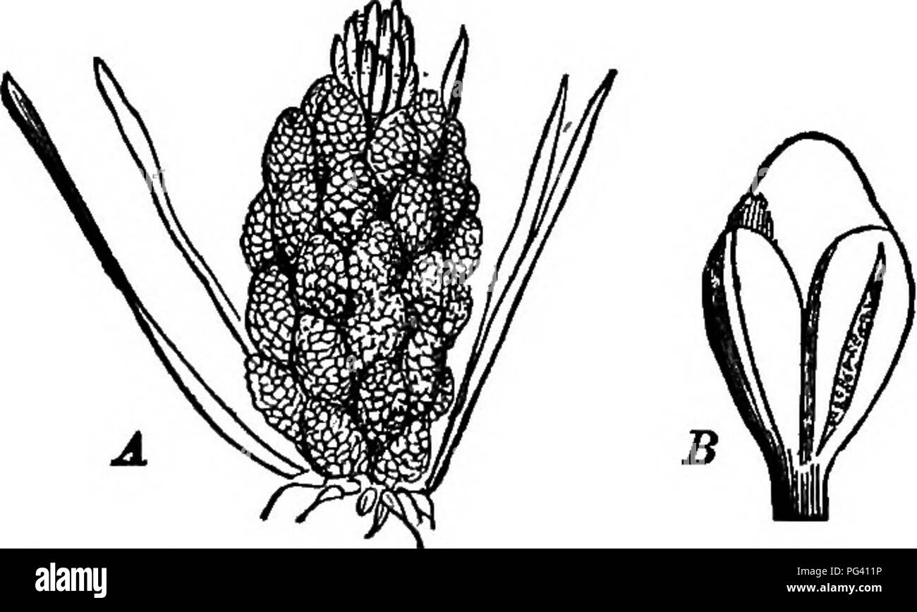 . The essentials of botany. Botany. 216 BOTANT. chlorophyll-bearing, none being in any wise parasitic. Common examples are the pines, spruces, firs, etc. 461. The general structure of the reproductive organs. Fig. 120.—A cluster of staminate cones or flowers. ^, of a Pine (Pinus sylves- tris), with a detached stamen. Natural size. B, showing the two pollen-sacs. Considerably magnified. may be understood from a study of those of the pines. The pollen-bearing flowers—staminate flowers, as they are. Please note that these images are extracted from scanned page images that may have been digitally  Stock Photo
