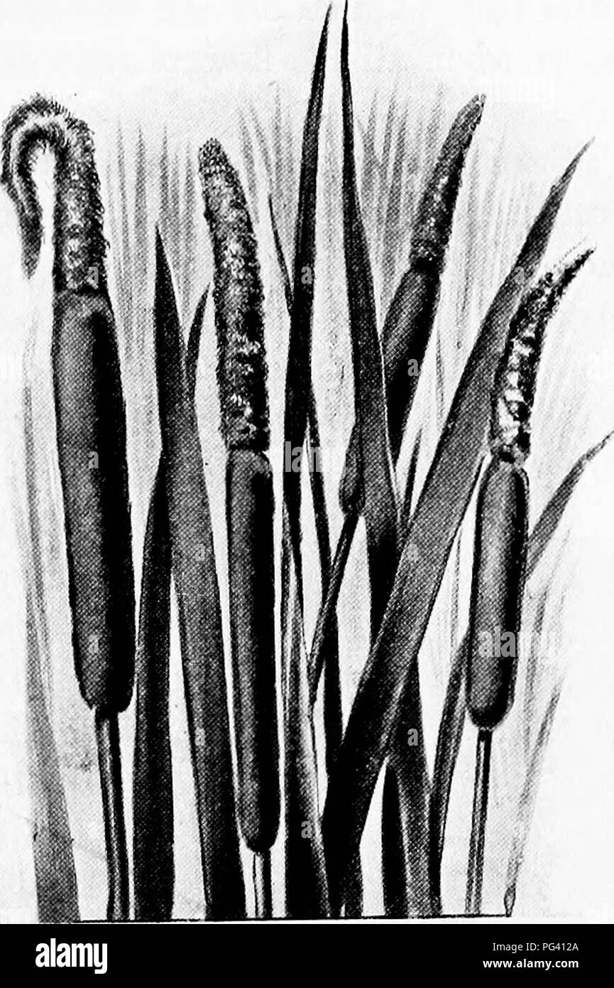 . Plant life and plant uses; an elementary textbook, a foundation for ...