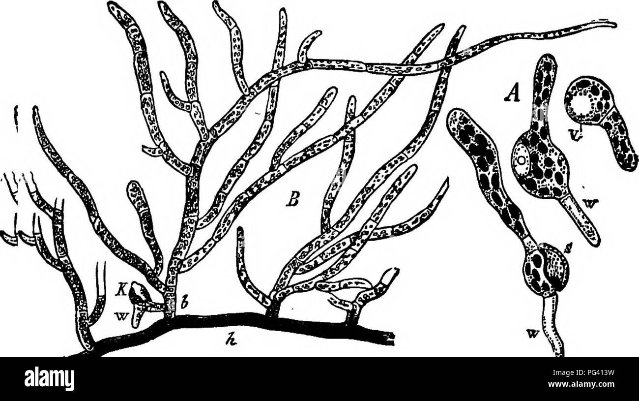 . The essentials of botany. Botany. 192 BOIANT in the transportation of living plants. They all belong to the genus Sphagnum. (2) Order Andrseacese, composed of a few small and rare mosses. (3) Order Phascaceae, small mosses with hut little development of a leafy stem, and a persistent protonema. 402. (4) The True Mosses (Order Bryacese) include the great majority of the mosses of the country. They are usually bright-green (in a few genera brownish), and in. ^^^â Vyi.^A, three spores of a Moss germinating; B, protonema of a Uoss; K, bud from wliich a leafy stem will develop. Highly magnified.  Stock Photo