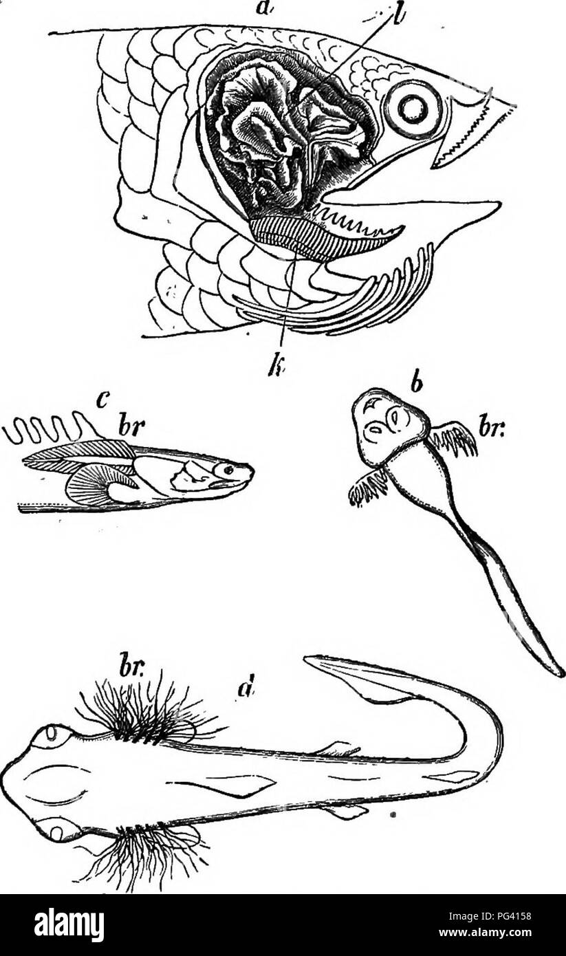 . Animal life as affected by the natural conditions of existence. Animal ecology. 168 THE INFLUENCE OF INANIMATE SUEEOUNDINGS. appendages of the skin, known as gills or branchiae, and finally the interior of the intestinal canal. In very many Invertebrate animals—as in Holothuria, Annelida, Planarians, Water-Insects, and others—a constant stream of water enters by the amis, and. Fig. 47.—a, Anabas scandens', head, with A the gill-cavity laid open, and/ the conti- guous cavity containing the foliated labyrinthine structure. 6, Tadpole; c, young Polyptern from the Hile; (2, embryo of the Shark.  Stock Photo
