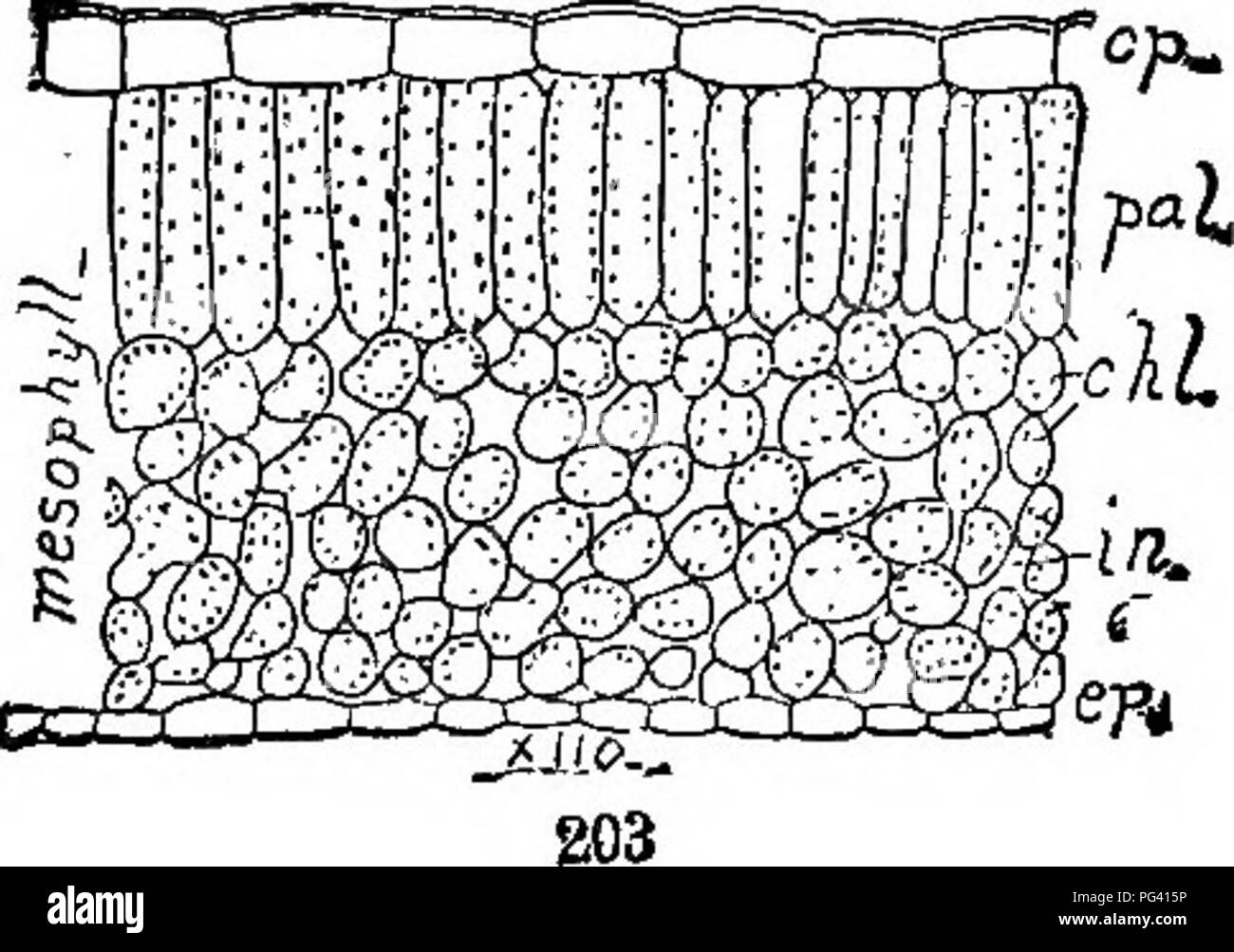 . The elements of botany embracing organography, histology, vegetable