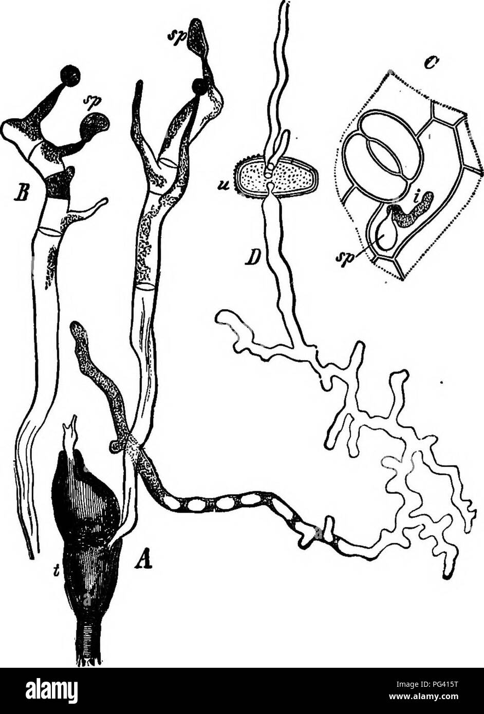 Rust Spores Structure This book outlines essential concepts in botany, focusing on plant ...