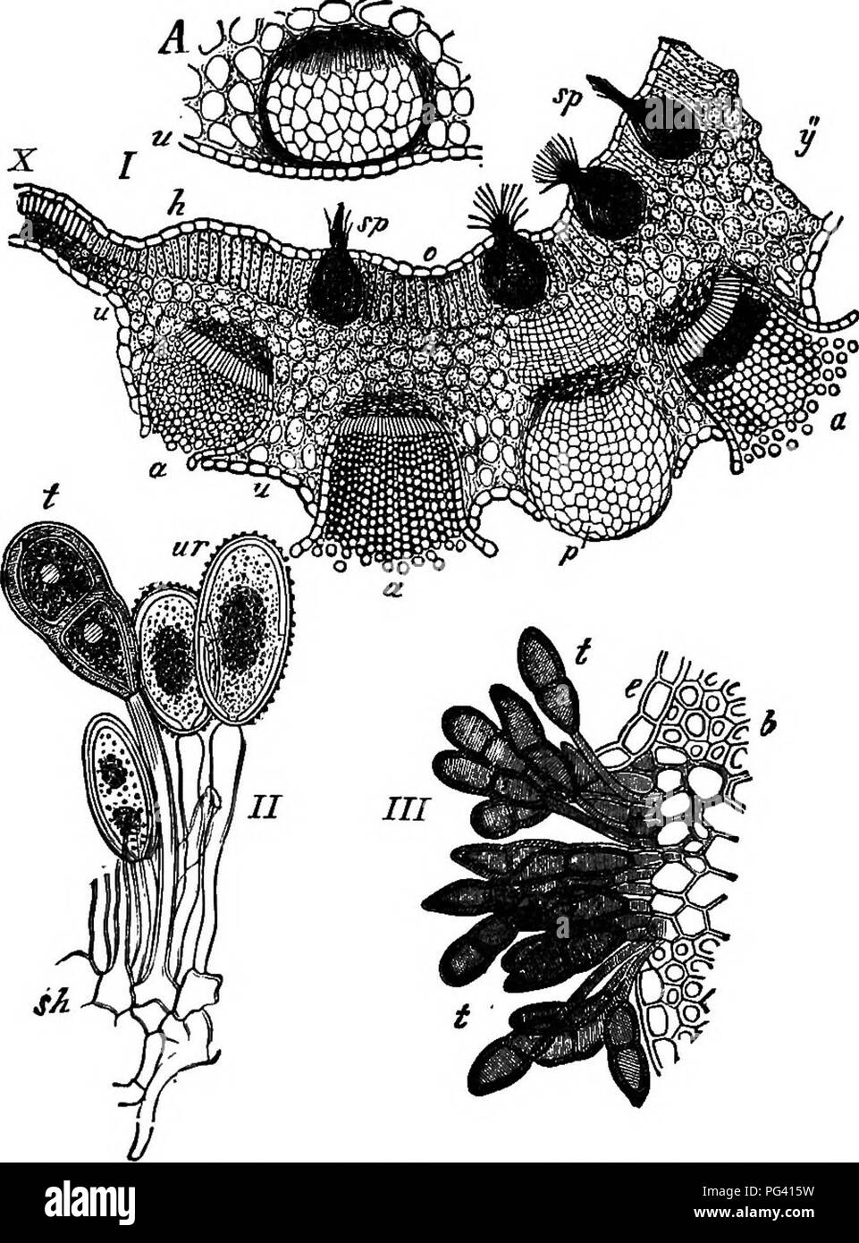 . The essentials of botany. Botany. 170 BOTANY. parasite, and at length burst through the epidermis (Fig. 94, A and I). The oonidia quickly drop out and are car-. FiG. 94.—Wheat-nist (Puccinia graminis). I, a cross-section of a Barberry- leaf through a mass of Cluster-cups; a, a, a, cups opened and slieddingr their conidia; p, and A, above, cu^s not yet opened; sp, sp, spermogones which pro- duce spermatia, whose function is not Icnown. ii, three Red-rust spores, ttr, on stalks: t, a Black-rust spore. 7/J, a mass of Black-rust spores bursting through the epidermis, e, of a leaf. All highly mag Stock Photo