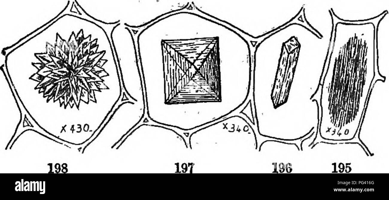 . The elements of botany embracing organography, histology, vegetable physiology, systematic botany and economic botany ... together with a complete glossary of botanical terms. Botany. TISSVB. 87 cells, and lie parallel in bundles. Still other forms are prisms, octohedra, etc. They may be either simple (.Figs.. 196, 197), or compound (Fig. 198). Crystals of calcic carbonate are not so common. A peculiar form, called cystoliths (Gr. cystis, bladder; lithos, stone), occurs in the leaves of the TJrticacece (Nettle, Fig^ Mulberry, Hop, etc.), a club-shaped outgrowth of cellulose projects into the Stock Photo