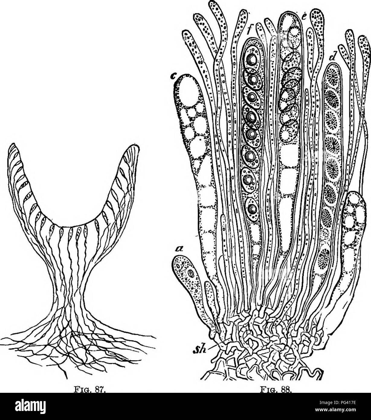 . The essentials of botany. Botany. 162 BOTANY. the size and form of tie spore-fruit. Some of the filaments of the spore-fruit become enlarged into sacs in which spores are developed (Fig. 88), while the others make up the sterile. Fio. 87. Fig. 87.—Diagrammatic vertical section of a Cup-fungus, sliowing position of the spore-sacs. Fig. 88.—a few spore-sacs of a Cup-fungus (Peziza convexula), in various stages of development, a, youngest, to/, oldest. The slender filaments (paraphyses) belong to the sterile tissue. Magnified 550 times. or protective tissue. The spore-sacs grow so that all reac Stock Photo