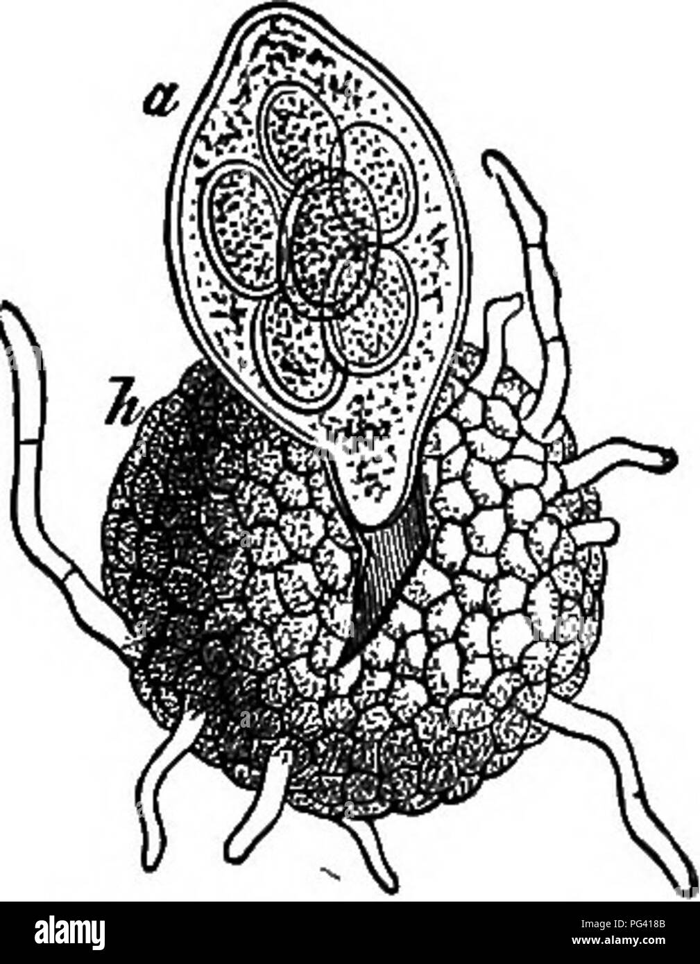 . The essentials of botany. Botany. 158 BOTANY, 329. The carpogone inside of the pericarp gives rise, by branching, to one or more large cells filled at first with granular protoplasm, which soon forms two to eight spores (Fig. 82). Upon its outer surface the spore-fruit develops long filaments (known as appendages), probably for holdfasts. In some genera these ter- minate in hooks (Fig. 81); others are dichotomonsly branched; still others are needle-shaped; while many end irregularly. The spore-fruits remain during the winter upon the fallen I -A ruptured ^^^ decaying leaves, and finally, by  Stock Photo