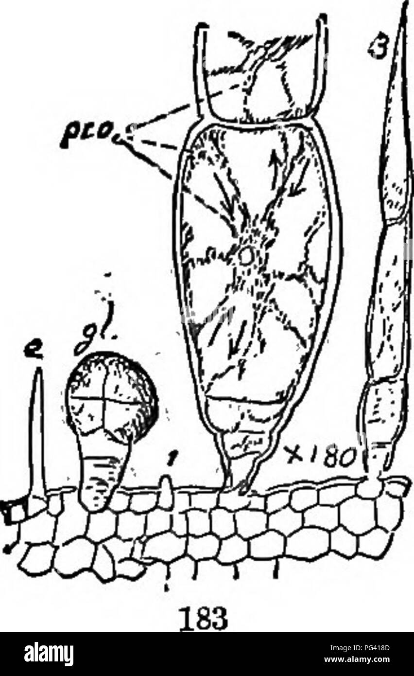 This text covers key aspects of botany, including organography ...