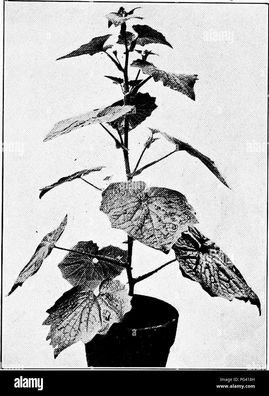 Plant life and plant uses; an elementary textbook, a foundation for the  study of agriculture, domestic science or college botany. Botany. EXTERNAL  CHARACTERISTICS 211 with opposite leaves whose arrangement has the, image size:946x1390