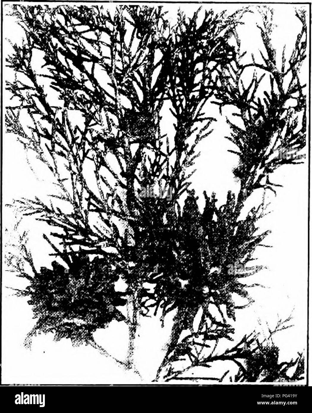 . Manual of fruit diseases . Fruit. APPLE DISEASES 67 found on the ^•()0(ly parts of the apple, and then only on very siLsceptible varieties. Later in the summer small, greenish, sphcrieal enlargements of the leaf may be observed on the cedar. &quot;W-ry soon these take on their final shape, which in some cases is reniform (Fig. IS). The enlargements or galls con- tinue their growth, becom- ing brown and attaining a diameter of two inches or less by the end of the season. During the late autumn and early spring, these galls, or cedar-apples as they are called, show lunnerous depressions o'er Stock Photo