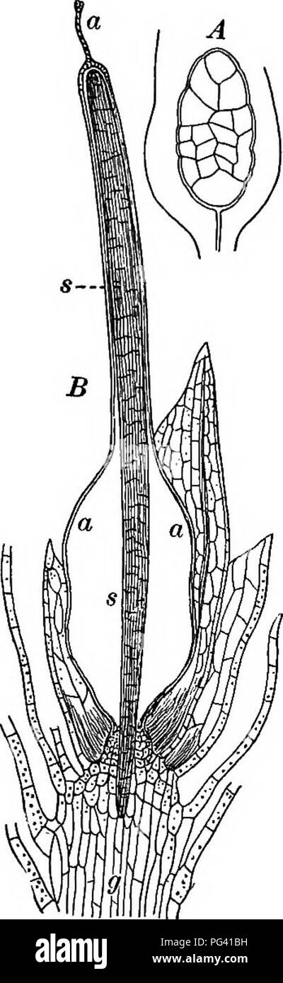 . Essentials of botany. Botany; Botany. THE BRYOPHYTES 275 (6) The blade, of thin-walled cells containing many chlorophyll grains. (c) The border, of strengthening cells, some projecting into teeth. Draw. 355. Minute Structure of the Gam- etophyte, Reproductive Portion.—• Dissect with needles, in water, on a slide, the tufts of leaves found at the tips of some sterns.^ Note: (a) The antheridia, oval sacs grow- ing from the enlarged tips; tips of the stem (see Fig. 201 for a single one mnch magnified). (b) The archegonia, flask-shaped structures arising from the tip of the the stem (Fig. 202).  Stock Photo