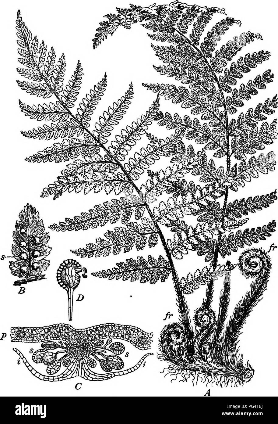 . Foundations of botany. Botany; Botany. 2;88 FOUNDATIONS OP BOTANY. Fia. 210.—Spore-Plamt of a Tern (Aspidium MUx-mas). ^, part of rootstock and fronds, not quite one-sixth natural size ; fr, yoting fronds unrolling; JB, under side of a pinnule, showing sori, s; C, section through a sorus at right angles to surface of leaf, showing indusium, i, and sporangia, 8; I&gt;, a sporangium discharging spores. (£ is not far from natural size. C and D are considerably magnified.). Please note that these images are extracted from scanned page images that may have been digitally enhanced for readability  Stock Photo