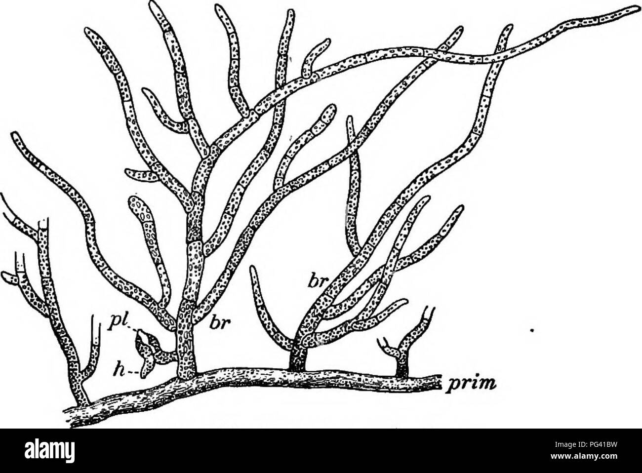 . Essentials of botany. Botany; Botany. 274 ESSENTIALS OF BOTANY 353. The Protonema. — Look in the neighborhood of patches of moss for a felt-like network of green threads covering the ground. It is most readily found on the earth of flower-pots in greenhouses. Mount some filaments in water and examine with m.p. Compare with Fig. 199. Invert a patch of moss in a plate with water, cover. prim Fig. 199. Protonema of a Moss. prim, primary shoot; h, a young root-hair; pi, young moss-plant; br, branches of primary shoot. with a bell-glass in a sunny place, and note any changes that may after some w Stock Photo