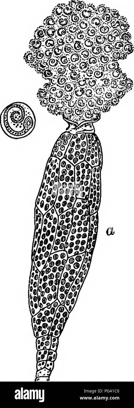 . Foundations of botany. Botany; Botany. 284 FOtnSDATIONS OF BOTAlTir any of the smaller genera,^ and •work out what he can in regard to their minute anatomy.. Fig. 208.—The Antheridinm ' of a Moss (FwnaHa) and its Contents. a, antheridium; b, escaping antherozolds, x 350; c, asin- gle antherozoid of another moss, X 800.. Please note that these images are extracted from scanned page images that may have been digitally enhanced for readability - coloration and appearance of these illustrations may not perfectly resemble the original work.. Bergen, Joseph Y. (Joseph Young), 1851-1917; Eastwood,  Stock Photo