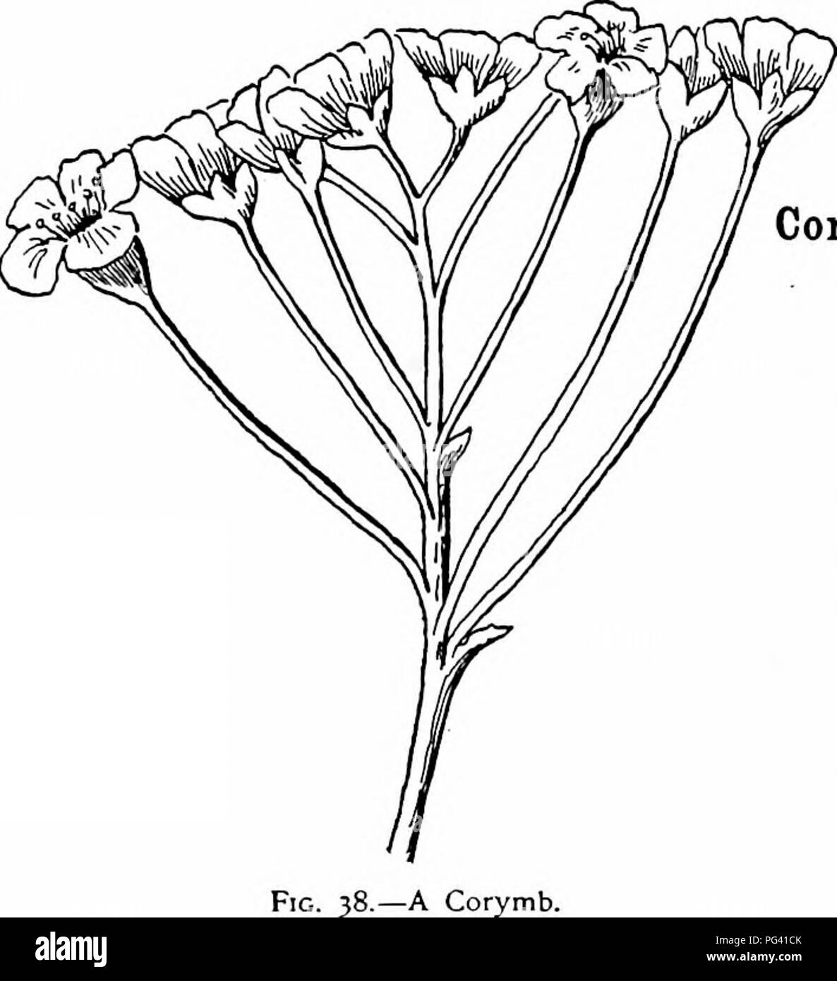 . Our native trees and how to identify them : a popular study of their ...