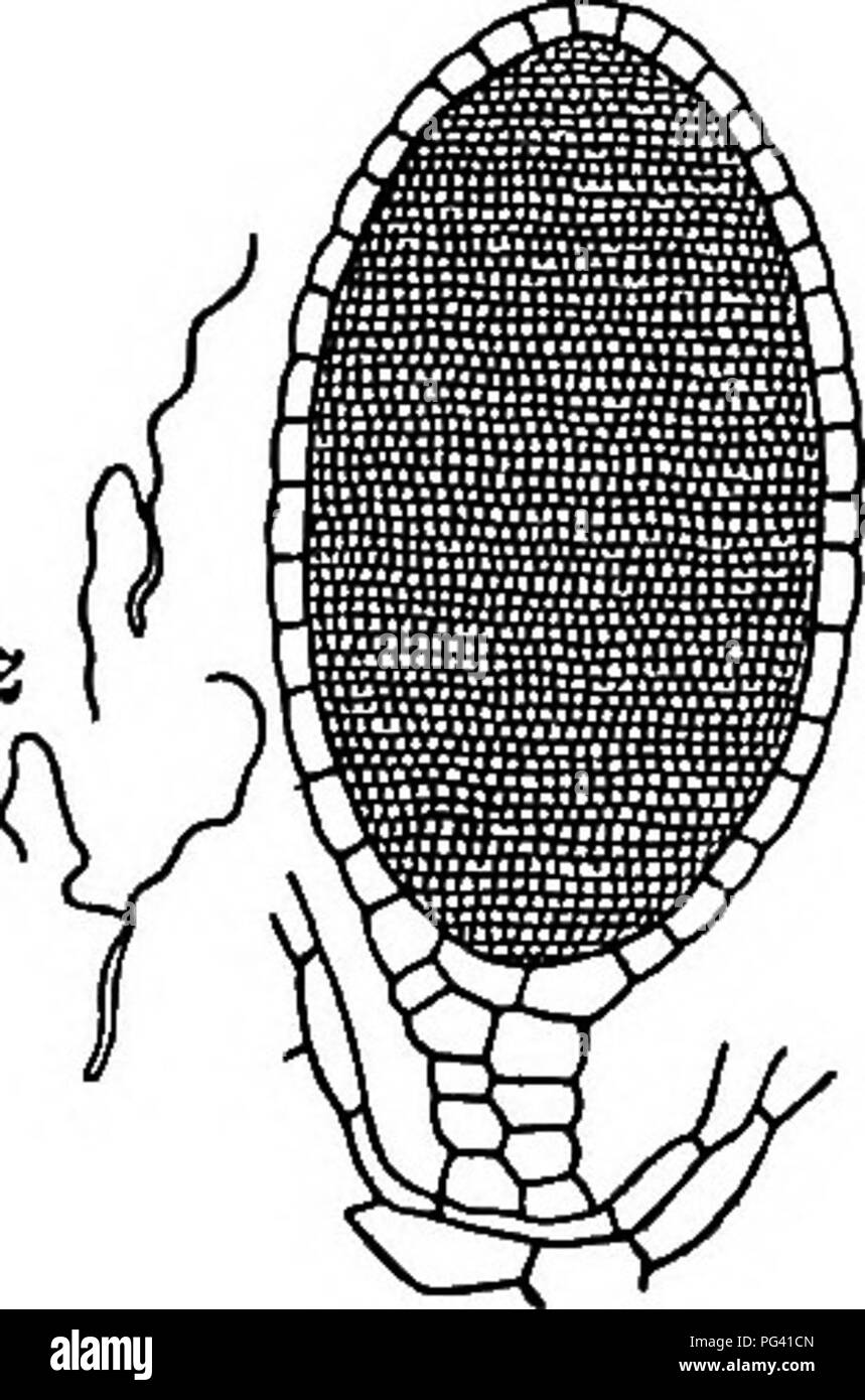 . Foundations of botany. Botany; Botany. Pig. 203. — Section tlirough Anther- idial Keceptacle of Marchmitia. (Magnified.) a, antheridium. 337. Internal Structure. — Cut thin cross-sections of the thallus in the same way as for Physcia, making some pass through the cir- cular dots mentioned above. Exam- ine under a high power and note the different kinds and layers of cells composing the thallus. Note the character of the cells forming the upper and lower surfaces. Describe the cells which are next above those of the lower epidermis, their shape, color of contents, approximate num- ber of hori Stock Photo