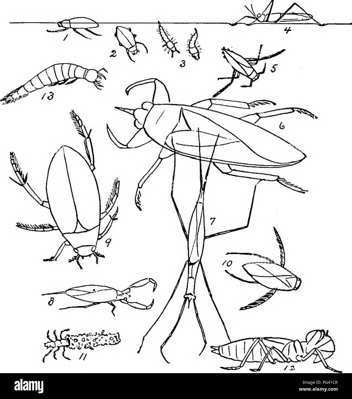 . Nature-study; a manual for teachers and students. Nature study. TYPICAL INSECTS 191 The lower lip (second pair of maxillae) is generally folded like a mask over the lower part of the face, but it can be suddenly shot out to seize mosquito &quot;wrigglers&quot; and other. ±. Whiiling-beetle. z. Diving--beetre. 3. Mosquito Wriijglers. 4. Water-strider. Fig. 50. Some Aquatic Insects. 5. Back-swimmer. 6. &quot; Electric-light&quot; Bug-. 7. Long-bodied Water-scorpion. 8. Short Water-scorpion, 9. Water Scavenger-beetle. 10. Water Boatman. 11. Caddis-worm. 12. Dragon-fly Larva. 13, Larva of Water- Stock Photo