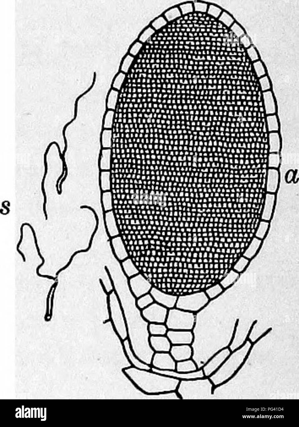 . Essentials of botany. Botany; Botany. Fie. 192. Section through An- theridial Eeceptaole of Mar- chantia. (Magnified.) a, antheridium. (f) The female receptacles, stalked structures with finger-like re- curved arms radiating from the center. With the magnifying glass examine the under surface of a very mature receptacle and note the young sporophytes, or spore-plants, hanging from the receptacle. Draw. 344. Minute Structure of Thallus and Buds. — Cut thin cross-sections of the thallus and examine with l.p. and then with m.p. Note : (a) The general structure of the thallus, with a firm upper  Stock Photo
