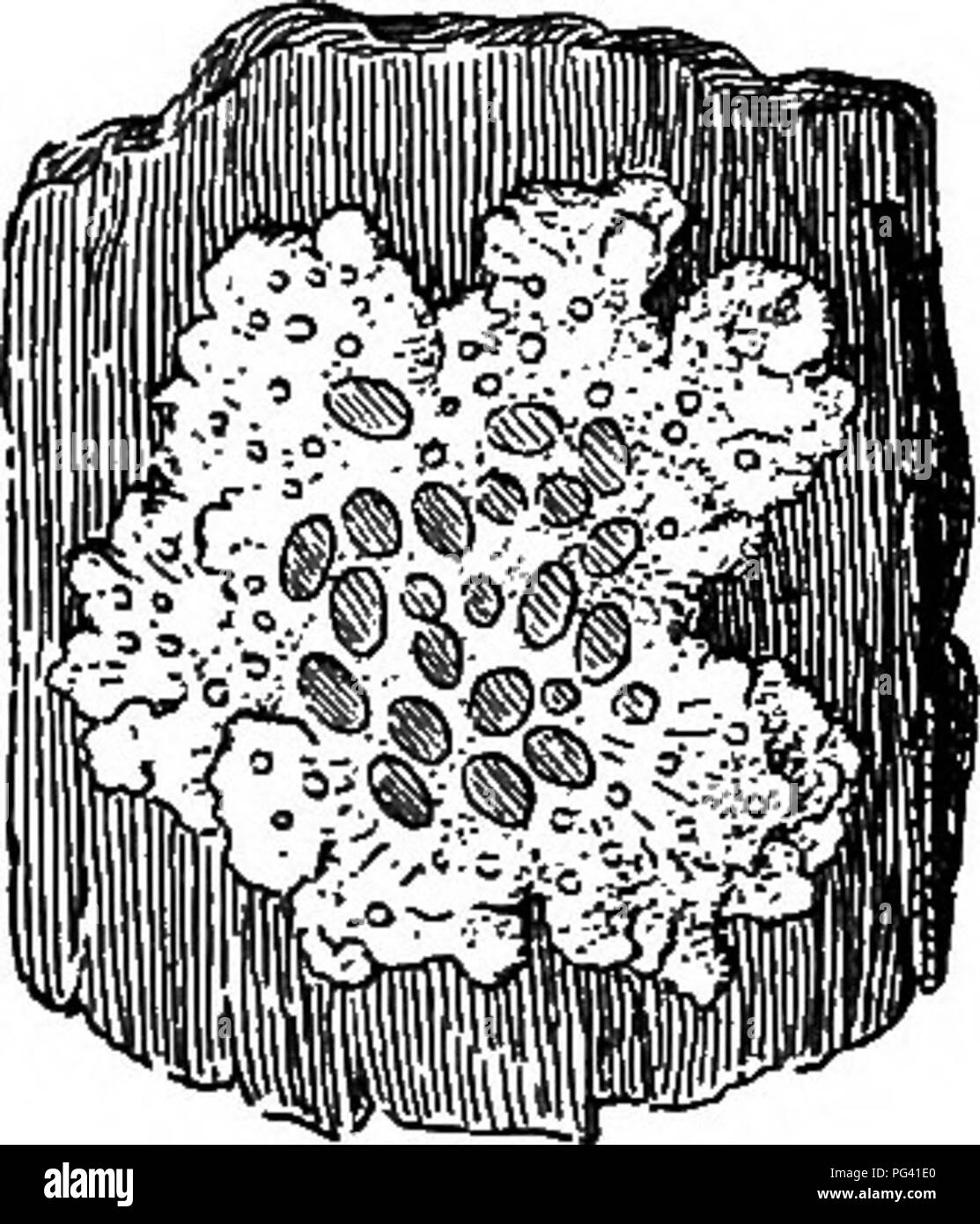 . Foundations of botany. Botany; Botany. TYPES OF CRYPTOGAMS; THALLOPHYTES 271 329. The Fruit. â Loot for small lance-shaped disks seated upon the thallus. Note the approximate sizes and color within and â without. These disks are called apothecia. Note the very minute black specks (spermogones) which are scattered in the surface of the thallus. Pick one from the thallus, with as little of the thaUus as possible, and examine under high power. It may be macerated in a drop of potash solution and crushed under the cover-glass. If the contents are not easily defined, they may then be made more op Stock Photo