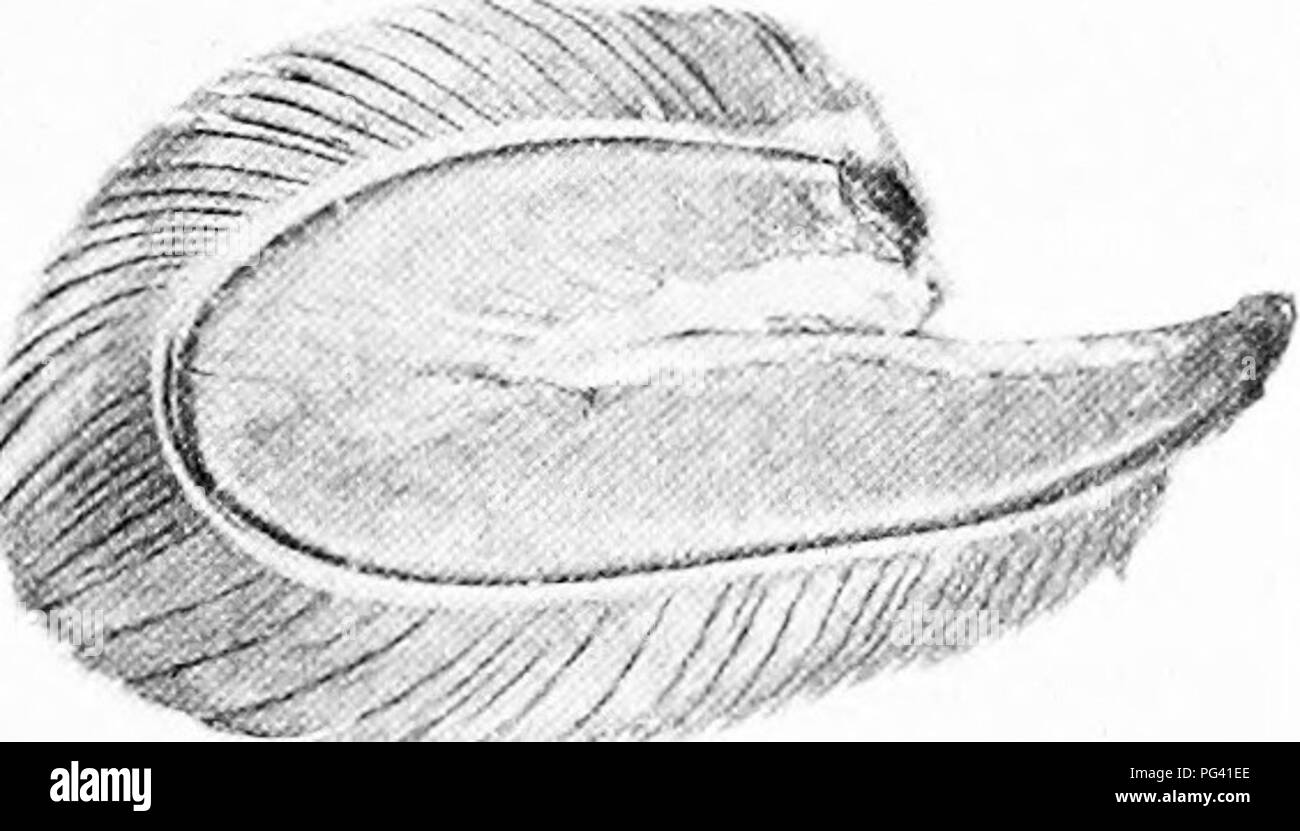 This manual for nature study introduces students and teachers to the ...