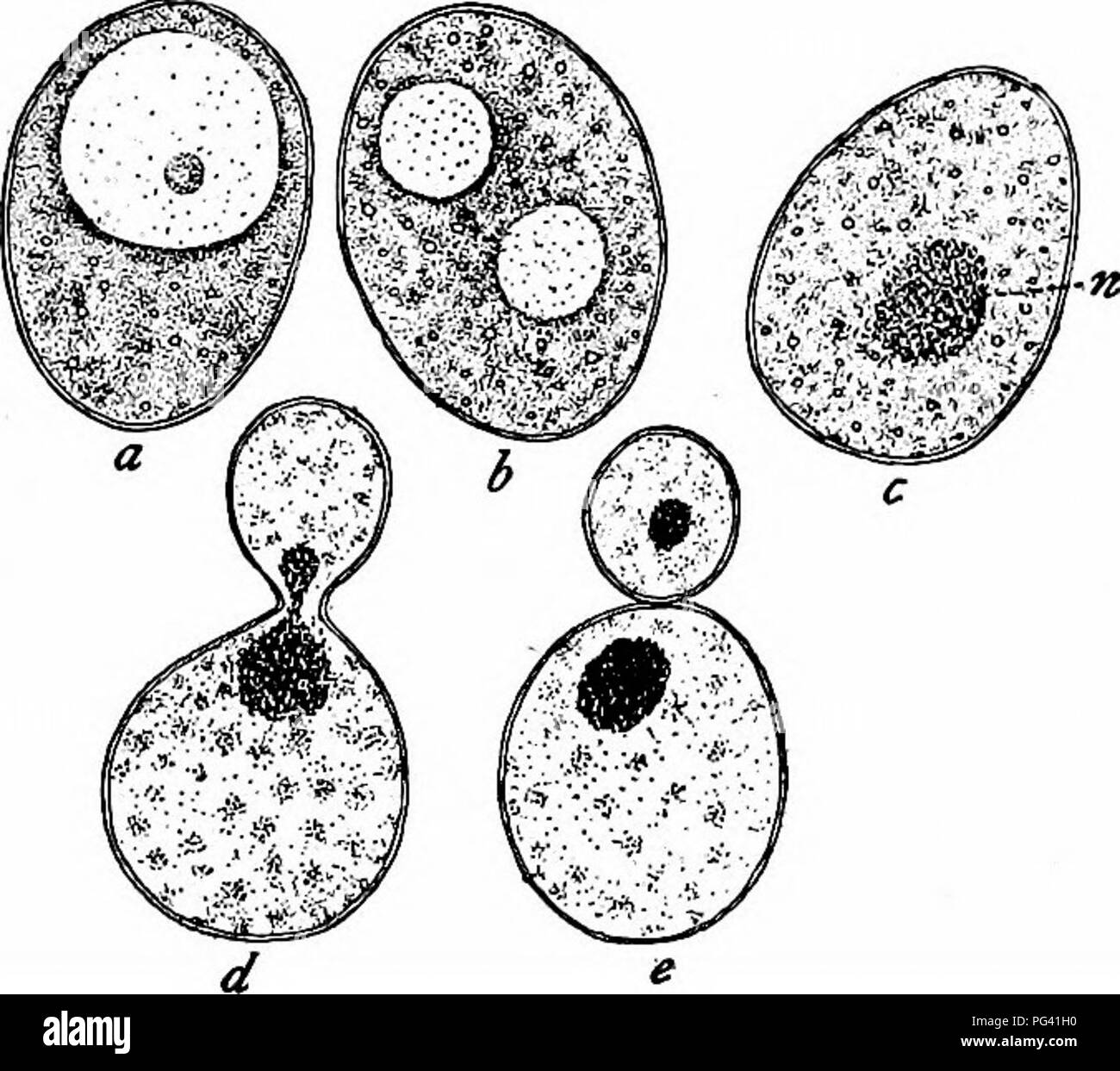 Fungal Spore Shapes