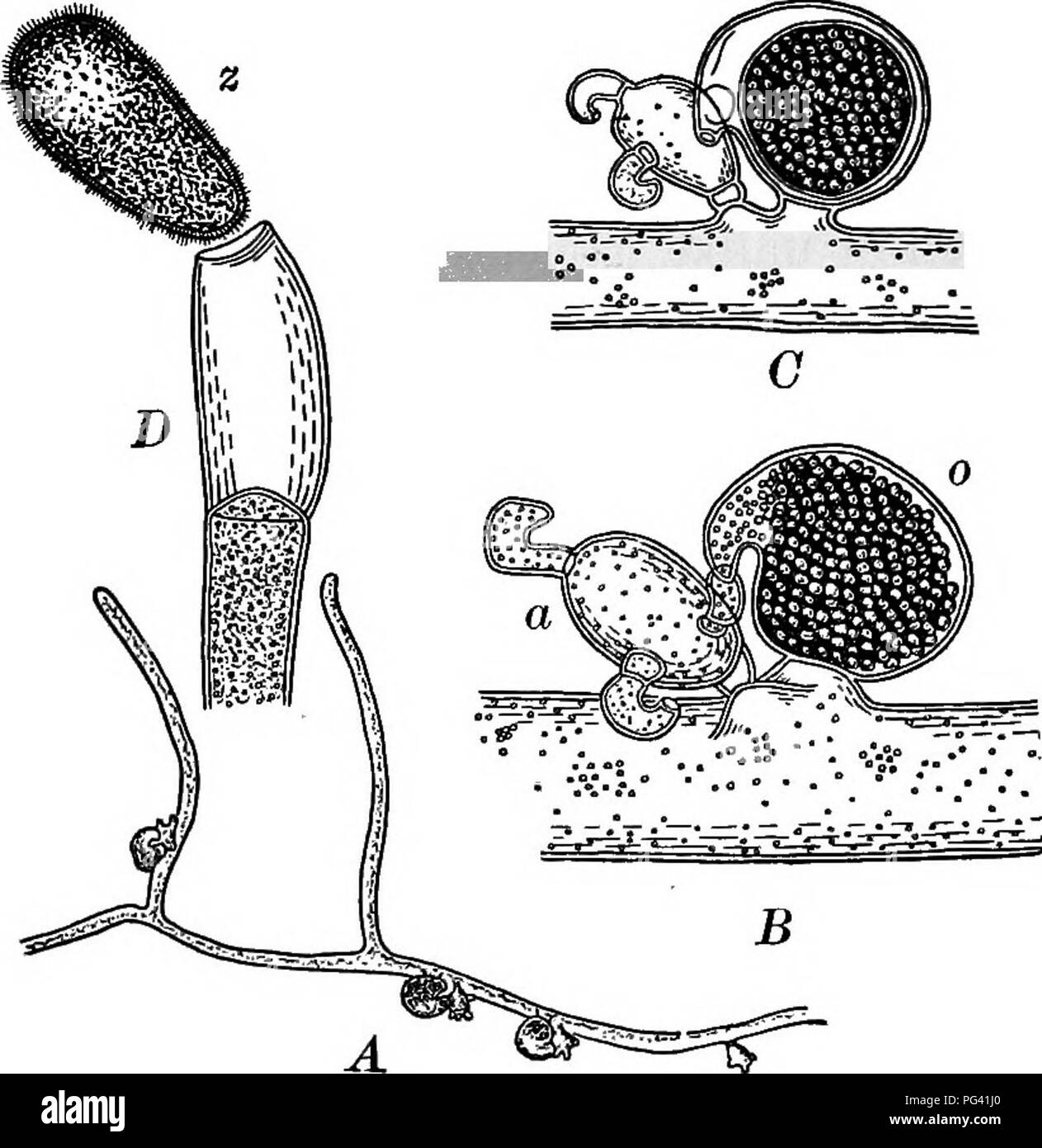 . Essentials of botany. Botany; Botany. 226 ESSENTIALS OF BOTANY felt-like masses which it forms. It must not be confused with moss protonema (Fig. 199) which also grows on damp earth. The protonema has many cross-partitions in the filaments (often oblique in position) and lacks other. Fig. 157. Yaucheria synandra. A, a filament with archegonia and antheridia (considerably magni- fied); 5, part of same much more highly magnified; o, oogonium; a, antheridium; C, a later stage oi B; D, end of a filament with a zoospore, z, escaping (highly magnified). characteristics shown in Fig. 157, A. It wil Stock Photo