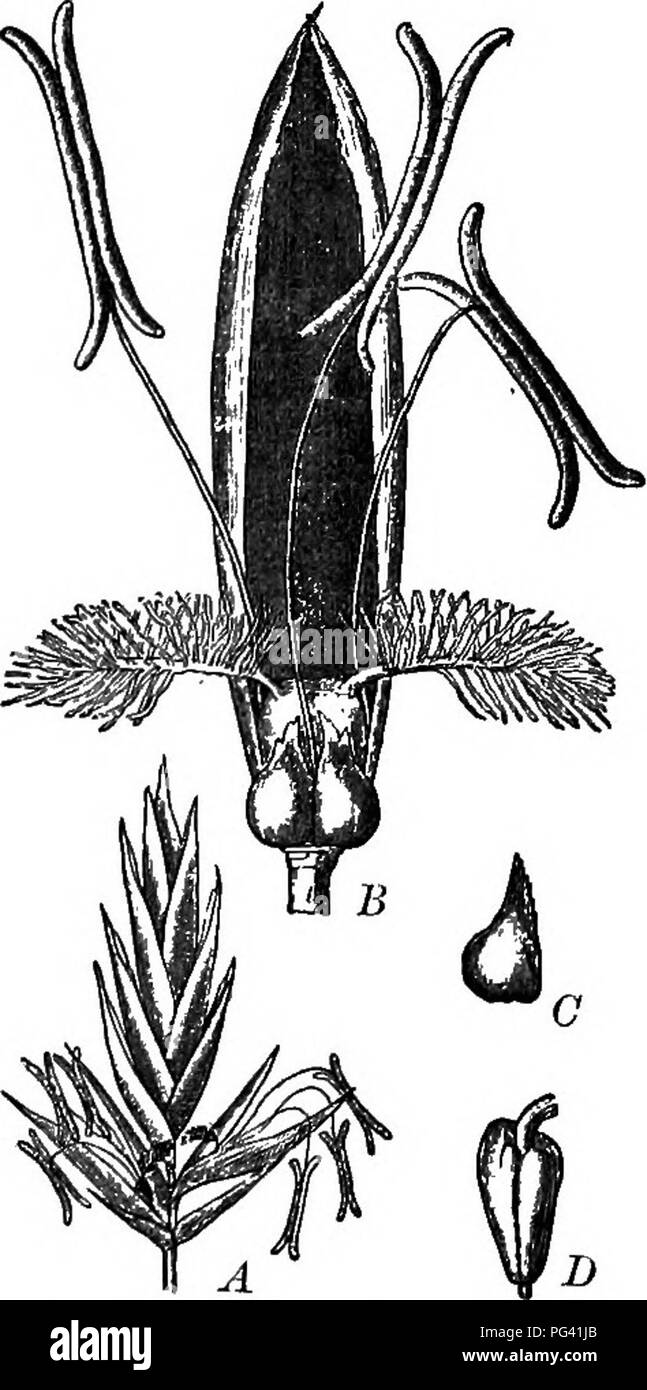 . Elements of botany. Botany; Botany. Fig. 210.—Diagram of Inflo- rcBcence of a Grass. £f, sterile glumes ; Pi, a flower- ing glume; P^, a scaly bract (palet): e, transparent scales (lodicules) at tbe ba£e of tlie flower; 5, the flower.. Fig. 211. —Fescue-Grass {Festuca pratensis). A, spikelet (compare Fig. 210); B, a flower, the lodicules in front and the paleabehind; C,alodicule; Z),orary.. Please note that these images are extracted from scanned page images that may have been digitally enhanced for readability - coloration and appearance of these illustrations may not perfectly resemble the Stock Photo