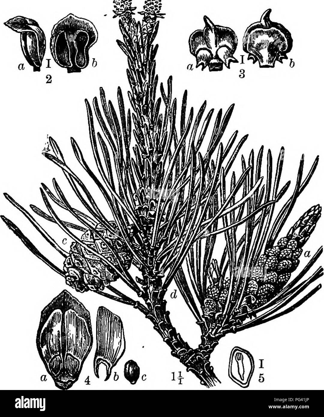 . Elements of botany. Botany; Botany. 8 ELEMENTS OF BOTANY. ft. (P. rigida), Northern Pitch Pine. A stout tree, 30-80 ft. high, with rough scaly bark. Leaves in threes, 3-5 in. long, stifE and flattened. Cones ovate-conical, 2-3 in. long, their scales tipped with a short, abruptly curvgd spine. Wood hard, coarse and resinous, mainly used for fuel. ••&amp; ^ i«. Fig. 209. — Scotch Pine (P. sylvestris). 1, a twig allowing ; a, staminate catkins ; b, pistillate catkins ; c, a cone ; d, needles. 2, an anther, a, side view ; b, outer surface, 3, a carpel-scale, «, inner surface; b, outer surface. 4 Stock Photo