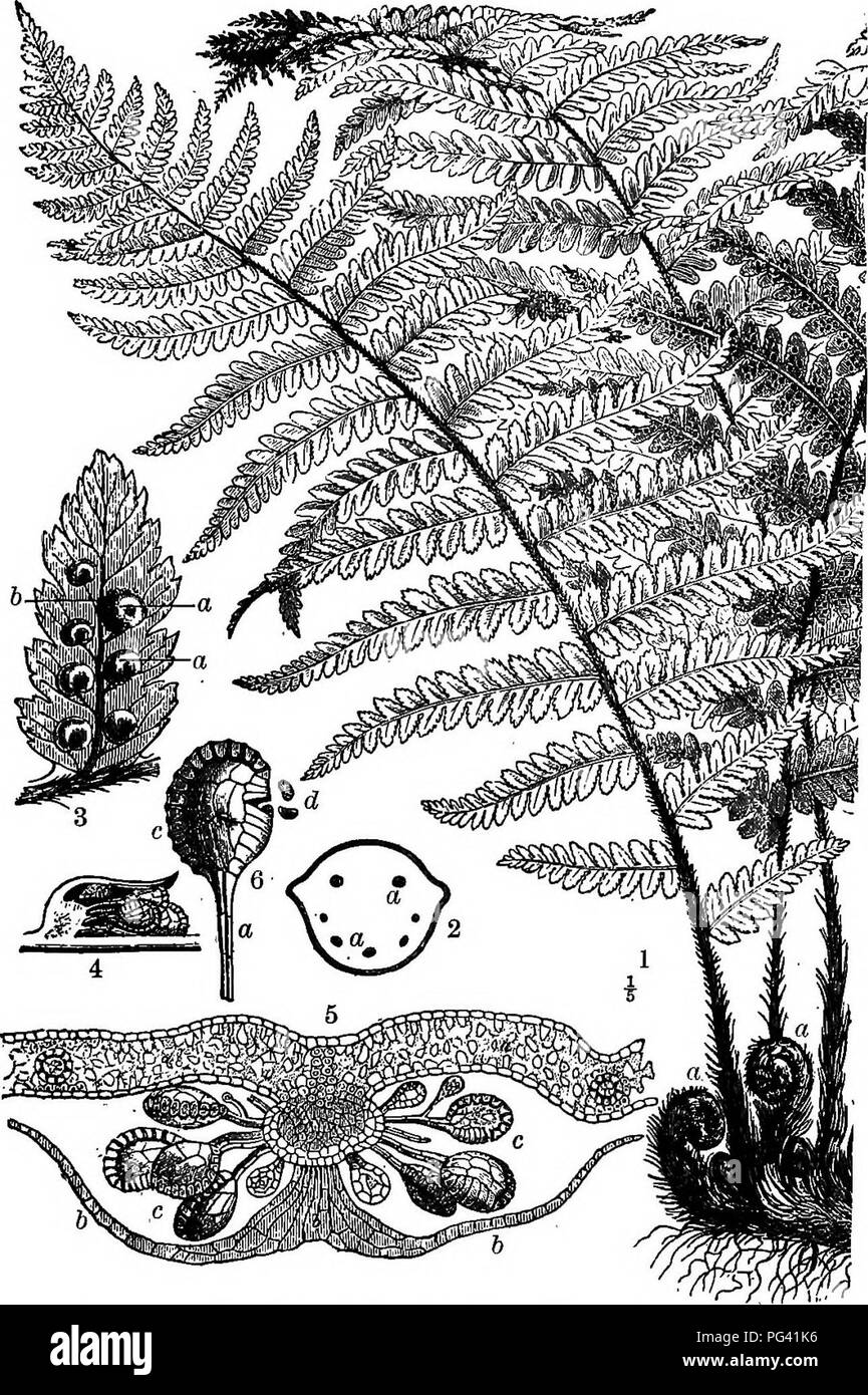 . Elements of botany. Botany; Botany. * Fig. 207. —A Fern (Aspidium Fllix-mas). 1, general view of the plant; a, young fronds unrolling; 2, cross-section of the rootstock, showing fibro-vascular bundles, a a 3, a pinnule with fruit-dots ; a.a, indusium ; b, spore-cases ; 4, vertical section through 3 a; 5, vertical section at right angles to that of (4), showing : a, section of pinnule of leaf; h, section of indusium ; c, spore-cases ; 6, a single spore-case, with its stalk, ct, and its elastic ring, c, discharging spores at d. (.1 is reduced to about  natural size ; 2, 3, are sli^tly magnif Stock Photo