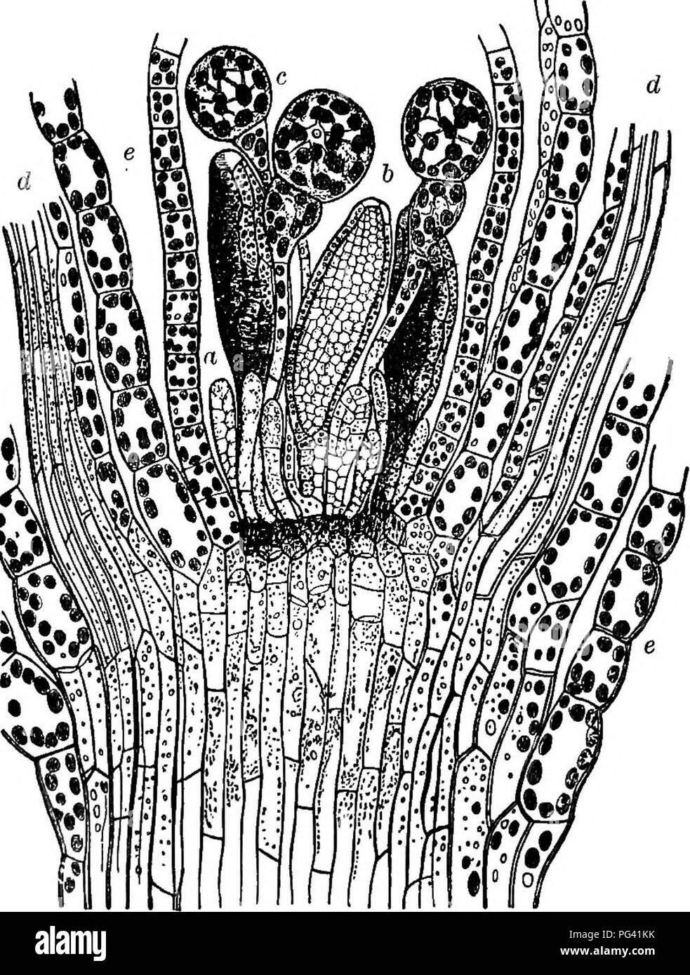 . Elements of botany. Botany; Botany. 238 ELEMENTS OF BOTANY. Pry off this lid, remove some of the mass of spores from the interior of the urn, observe their color as seen in bulk through the magnifying glass, then mount in water, examine with the highest obtainable power of the microscope and sketch them. These spores, if sown on moist earth, will each develop into a slender, branched organism, consisting, like pondscum, of single rows of cells, Fig. 206, called the protonema.. Fig. 205. — Longitudinal Section of the Summit of a very Small Antheridium- Bearing Plant of Funaria hi/grometrica,  Stock Photo