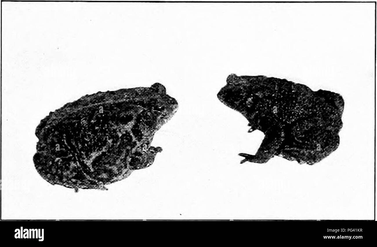 Toans Insecte This work focuses on nature study, specifically on insect-eating ...