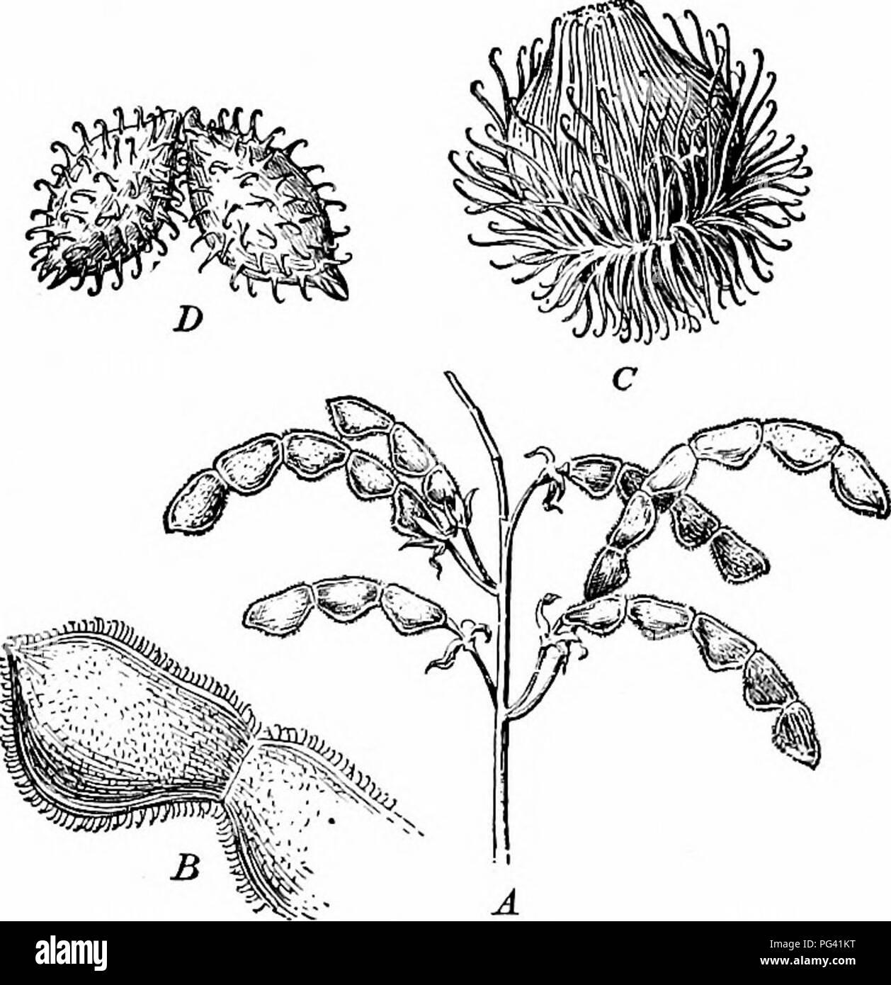 . Essentials of botany. Botany; Botany. 196 ESSENTIALS OF BOTANY sometimes outgrowths from the ovary, sometimes from the calyx, sometimes from an involucre. Their office is to attach the fruit to the hair or fur of passing animals. Often, as in sticktights (Fig. 147), the hooks are com- paratively weak, but in other eases, as in the cockle- bur (Fig. 147), and still more in the Martynia, the fruit of. Fig. 147. Burs. A, sticktights; B, sticktights, two segments (magnified); C, burdock; B, cockleburs. which in the green condition is much used for pickles, the hooks are exceedingly strong. Cockl Stock Photo