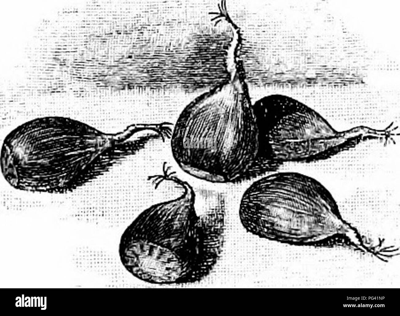 Strawberry grains Black and White Stock Photos & Images - Alamy
