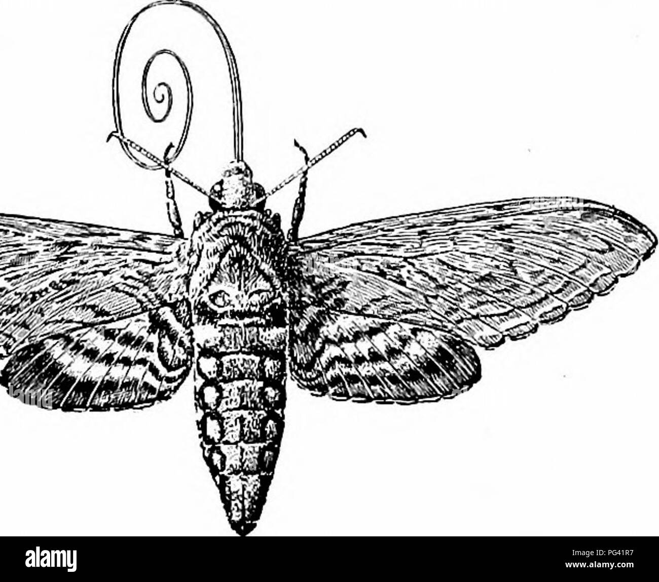 Sphinx moth, tongue Black and White Stock Photos & Images - Alamy