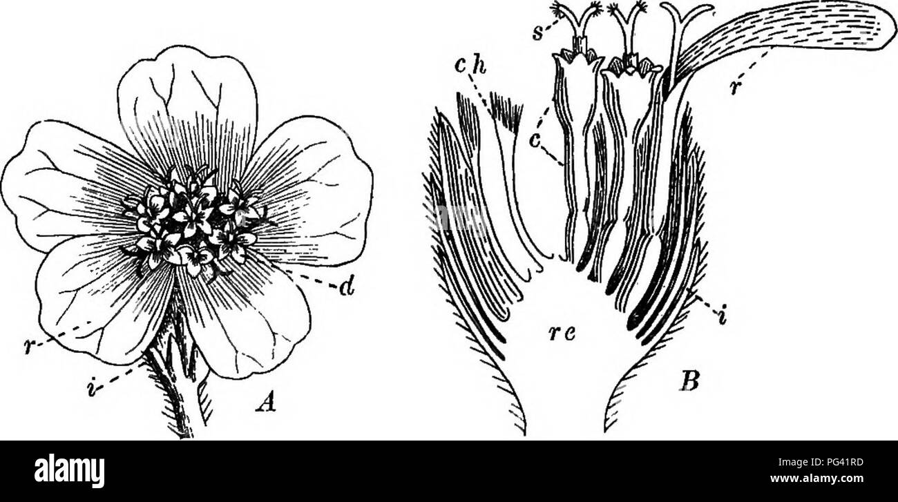 . Foundations of botany. Botany; Botany. ARRANGEMENT OF FLOWERS ON THE STEM 189. Fig. 133.—Head of Yairow. ^, top view. (Magnified.) i, lengthwise section. (Magnified.) re, receptacle; i, involucre; r, ray-flowers ; d, disk-flowers ; c, corolla ; s, Btigina; ch, chaff, or bracts of receptacle.. Please note that these images are extracted from scanned page images that may have been digitally enhanced for readability - coloration and appearance of these illustrations may not perfectly resemble the original work.. Bergen, Joseph Y. (Joseph Young), 1851-1917; Eastwood, Alice, 1859-1953. Boston, Gi Stock Photo
